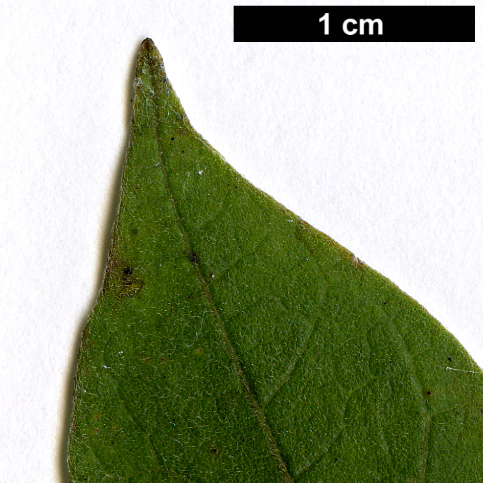 High resolution image: Family: Lauraceae - Genus: Litsea - Taxon: moupinensis - SpeciesSub: var. szechuanica